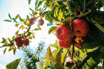 Apple Cider Vinegar vs. Gummies: Which Form Is Better? - TuttiBear