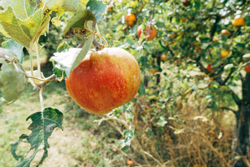 Apple Cider Vinegar for Digestion: Is It Effective? - TuttiBear