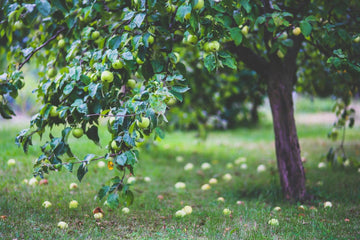 Best Time to Take Apple Cider Vinegar for Maximum Results - TuttiBear