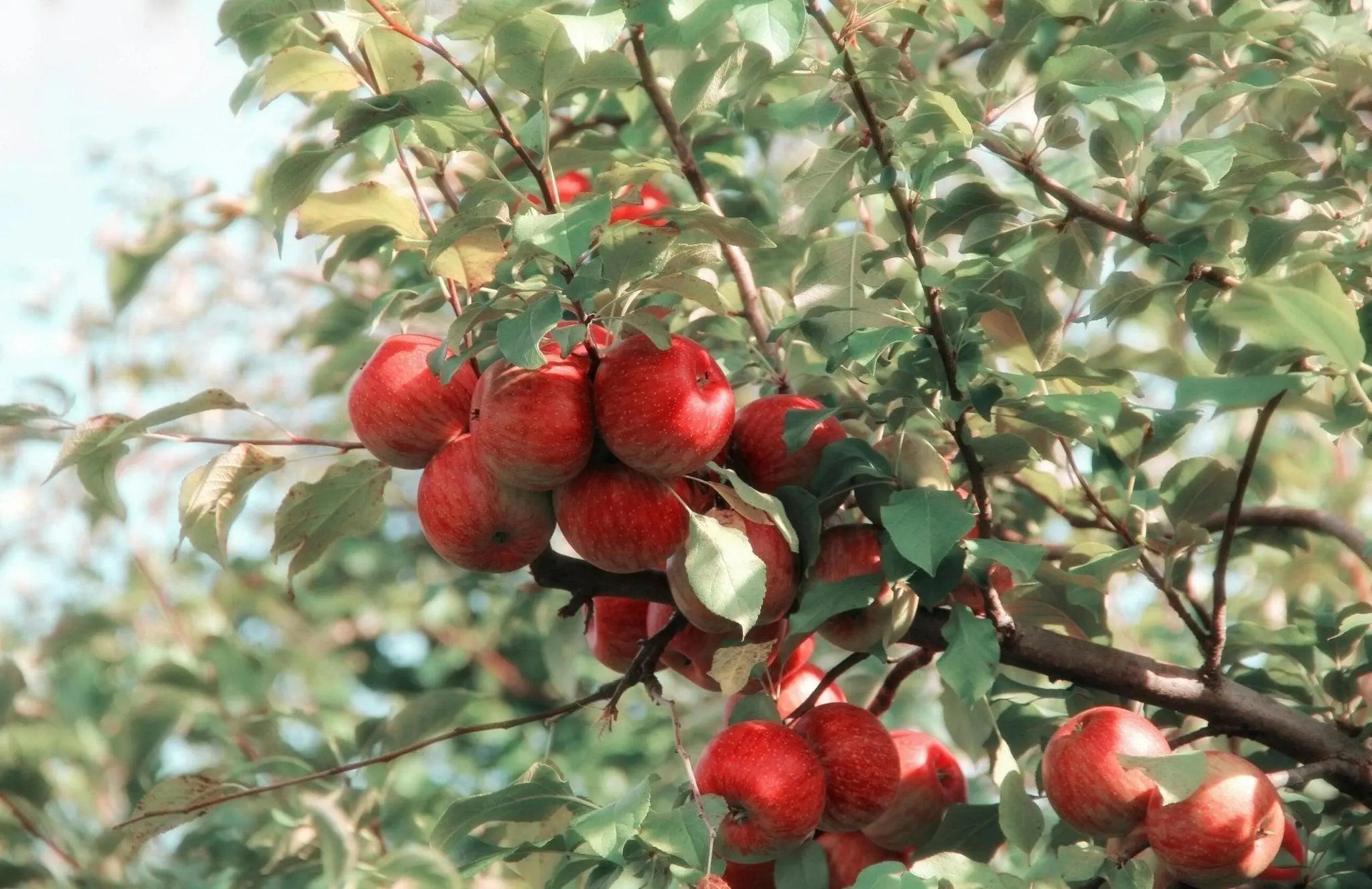 Can Apple Cider Vinegar Help with Bloating? - TuttiBear