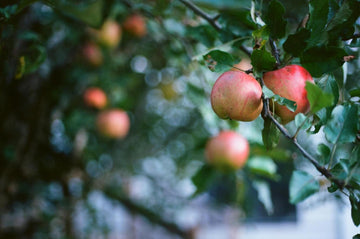 What Are the Benefits of Apple Cider Vinegar for Health? - TuttiBear
